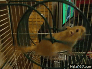 1000000648.gif