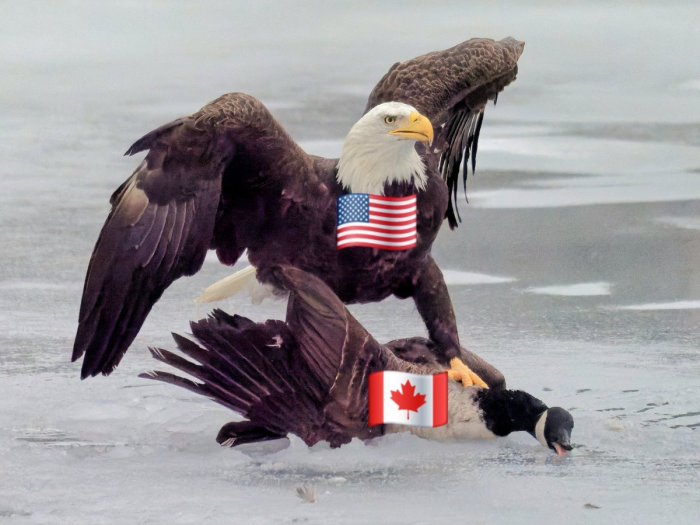 Eagle.jpg