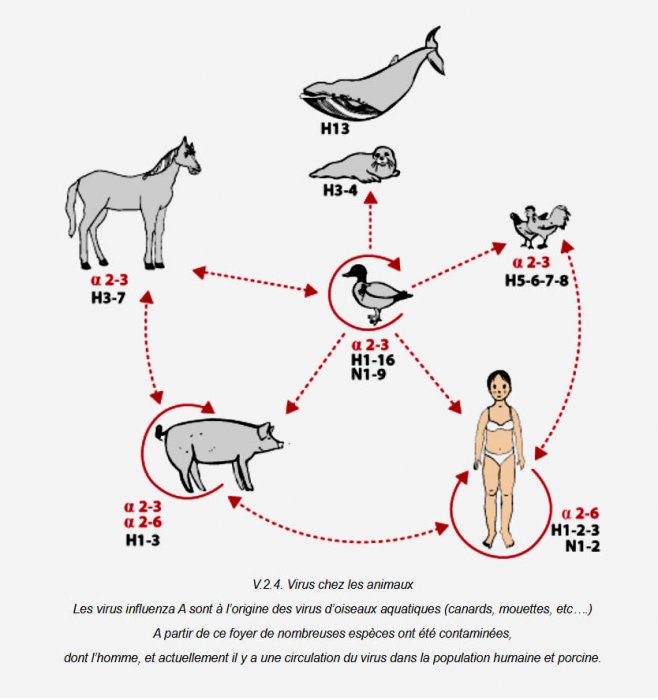 grippe virus entre espèces.jpg
