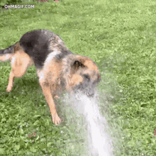 IMG_6256.gif